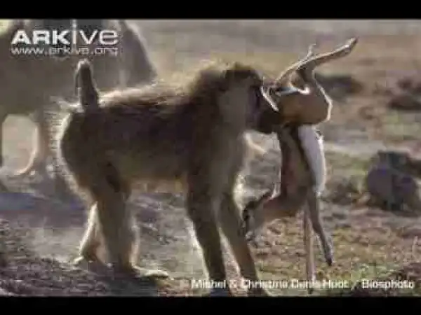 Video: THE TOP 10 || TOP 10 BABOON ATTACKS || Baboon vs Impala, Lion, Leopard, Wild Dogs, Crocodile